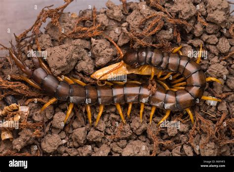 Orange And Black Centipede Hi Res Stock Photography And Images Alamy