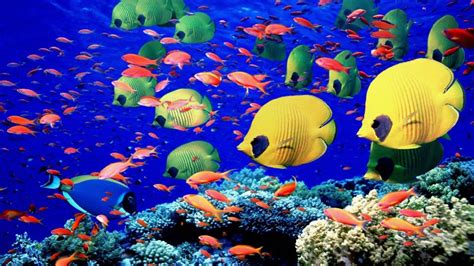 Ocean Underwater World Animals Fish Wallpaper Hd