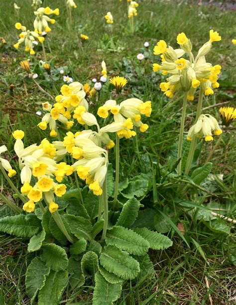 Variations On A Theme Primrose Cowslip Or Oxlip Susan Rushton