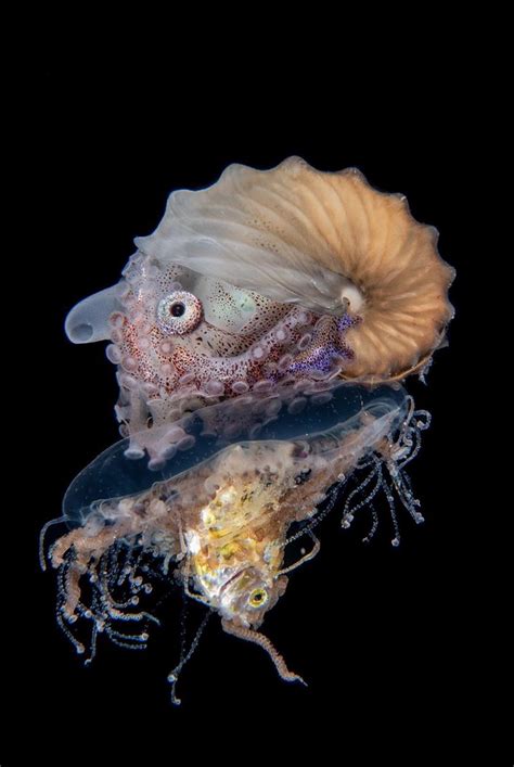 Baby Octopus Riding A Jellyfish Eating A Minnow Rnatureismetal
