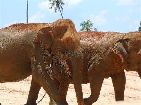 Elephant Elephants And Mammoths Indian Elephant Terrestrial Animal