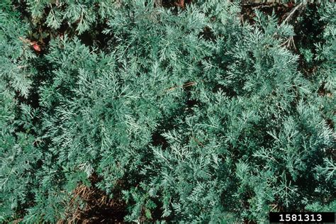 Sagebrush Genus Artemisia