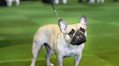 French Bulldogs Are Second Most Popular Dog Breed Behind Labs