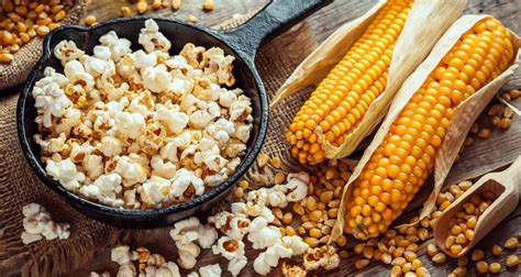 Types Of Popping Corn Online Sales Save 56 Jlcatjgobmx