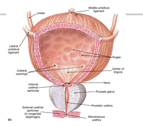 Urinary System Flashcards Quizlet