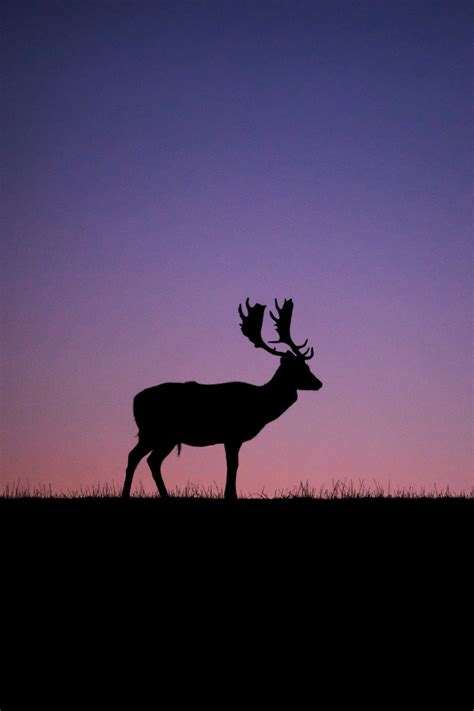 Deer Sunset Wallpapers Top Free Deer Sunset Backgrounds Wallpaperaccess