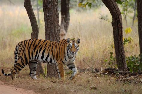 Project Tiger In India Tiger Reserves India