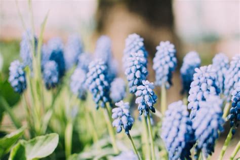 Nature Plants Blue Flowers Muscari Hd Wallpapers Desktop And