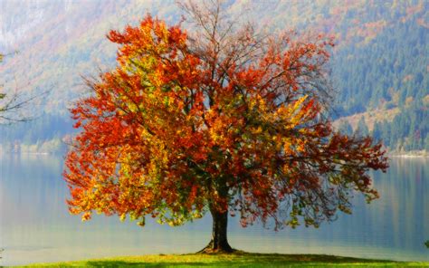73 Autumn Tree Wallpaper Wallpapersafari