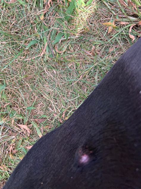 Hard Pink Lump On Dogs Outer Abdomen Its On The Surface And Moves