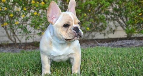 20 Cool Facts About The French Bulldog