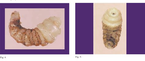 Figure 1 From Cutaneous Myiasis Caused By Dermatobia Hominis Acquired In Jamaica Semantic Scholar
