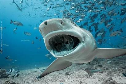 Shark Underwater Fish Lemon Shoal Sharks Sicklefin