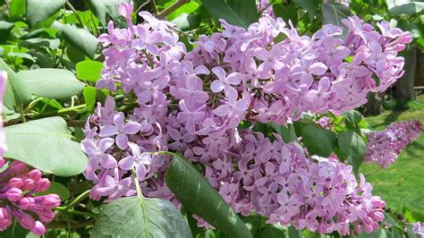 French Lilacs Photograph By Jean Costa Fine Art America