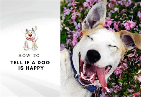 How To Tell If A Dog Is Happy 6 Signs Of Happiness In Dogs