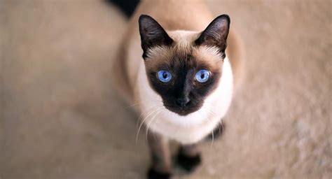 On occassions with other siamese cats there is also a blurred demarcation between the darker and lighter blue. Seal Point Cat Breeds - The Amazing Markings and Shades