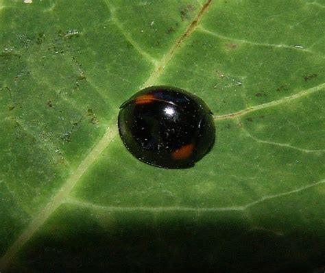 Black Ladybugs Types Pictures Spiritual Meaning And Bite