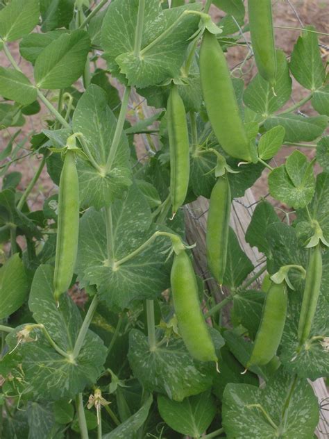 Lincoln Garden Pea Seeds Shelling Peas Will Tolerate Warmer