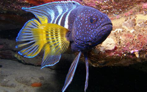 Wallpaper Underwater Aquarium Lionfish Fauna Macro Photography