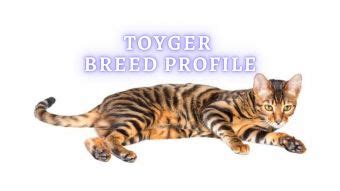 Toyger Cat Tiger Cat Personality Health Price And Adoption