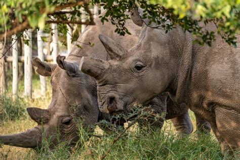 Creation Of Three New Northern White Rhinos Embryos May Indicate Hope