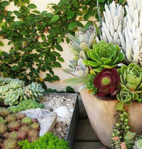 Pin By ♥ Barbra ♥ On ♥ Hearts And Flowers ♥ Succulents Different Types