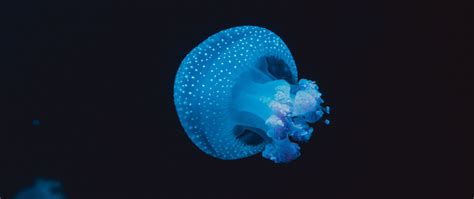 Download Wallpaper 2560x1080 Jellyfish Underwater World Spots