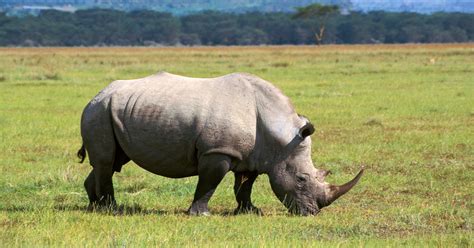 Can Science Save The Northern White Rhino