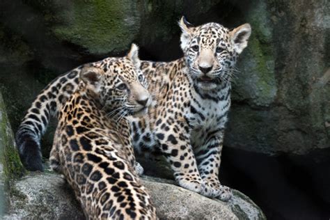 Jaguar Cubs Explore With Mom At Houston Zoo Zooborns
