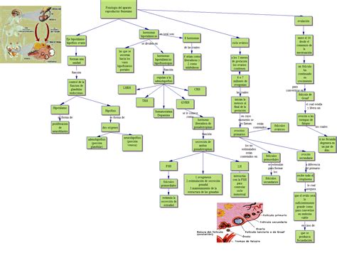Rubi Guerrero Mapa Conceptual 2 Fisiología Del Aparato Reproductor