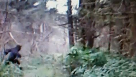 Is This Bigfoot Intriguing Video Shows Hulking Ape Like Creature