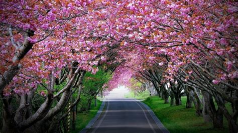 Pink Cherry Blossoms Tree Tunnel Wallpaper