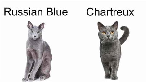 Chartreux Cat Vs Russian Blue Which Is Right For You