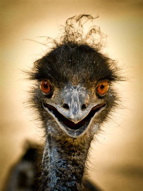 Smile By Daria Maksimova Funny Birds Wild Animals Photography Pet