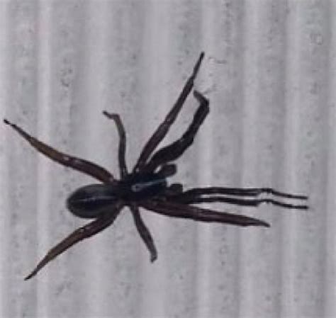 Large Black Spider Ariadna Bicolor Bugguidenet