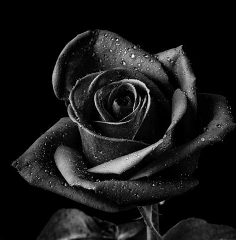 Black Rose Photography