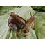 Pin By Jill Gershen On Proud Animal Mothers  Pet Snails Cute