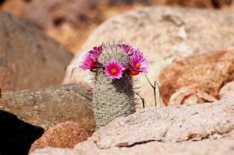 My sister has made me a few fun traditional pincushions which i love! EduPic Cactus and Desert Plant Images