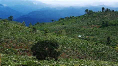 Hari Kopi Dari Kopi Luwak Asal Indonesia Sampai Manfaat Kesehatan Minum Kopi Inilah 13 Fakta