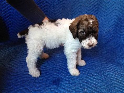 The cheapest offer starts at £120. Parti Poodle (Standard) Puppies For Sale - Silverlake Area ...