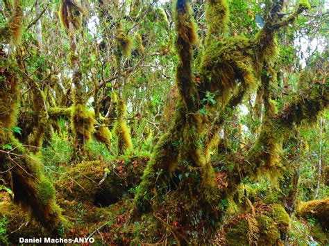 Sayang Mossy Forest Philippines Last Ecological Frontier