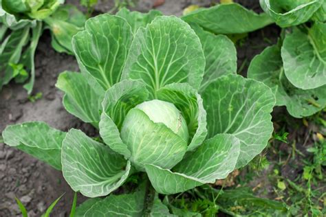 Healthy Green Leafy Vegetables In India