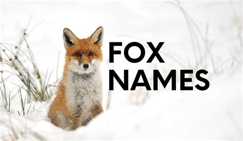 Fox Names 450 Clever Fox Names For Inspiration