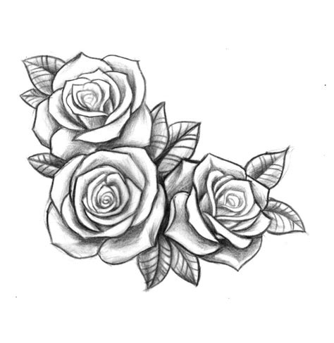 Rose Vine Drawing Designs At Explore Collection Of