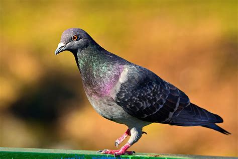Domestic Pigeon Wikipedia