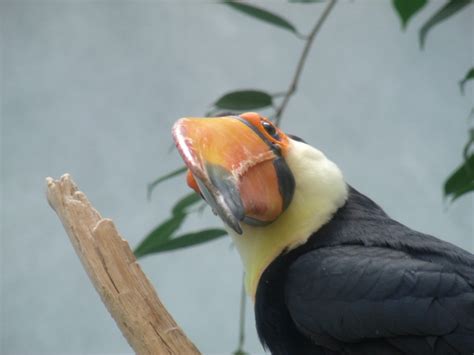 Toco Toucan Zoochat