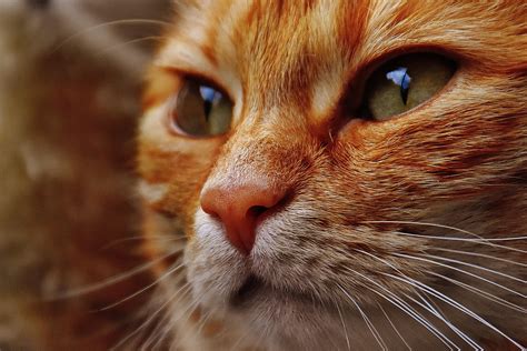 Free Picture Cat Portrait Cute Eye Animal Pet Fur Young Face
