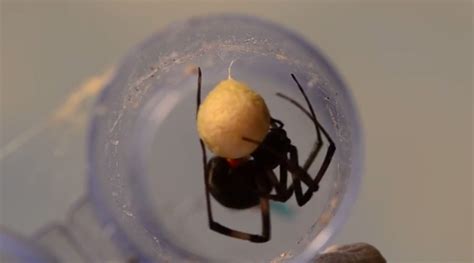 This Egg Sac Contains 250 Brown Widow Spider Babies Reproduction