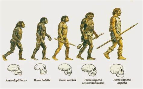 La Evolucion De Los Humanos