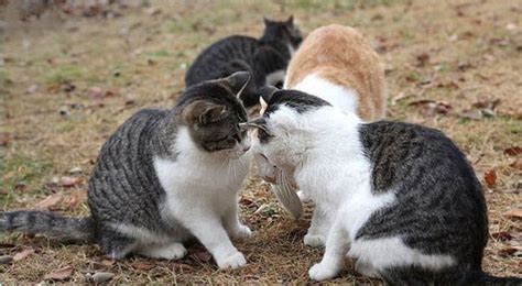 The Third Wheel Cat Love Meow